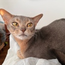 猫たちのお昼寝とまったり中