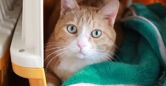 毛布を整える猫。
