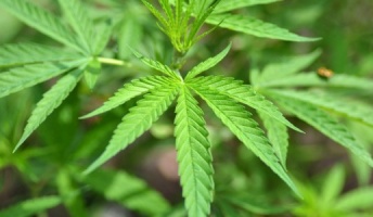 マリファナ(大麻)の合法化進む、薬効研究が盛んに