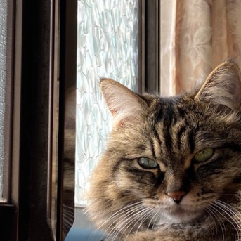 【猫写真】外を見ていたけどうとうとして寝てしまうマロ