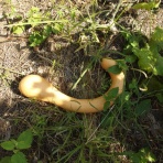 La paixの畑とパン