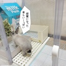 うさぎのルリ(1/28追記)