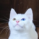 生後４ヶ月　スノーマン　募集中