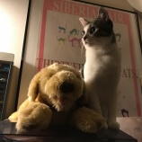 �ؤ��������˰����͡��ʶ��Ȥ��դ��礤���٤β���