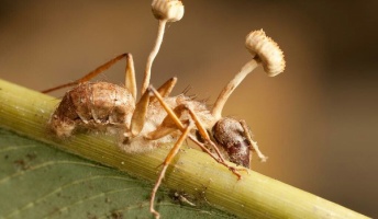 寄生されたアリ、脳は機能したまま菌に筋肉を強制的に操られていた