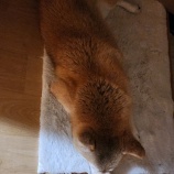 『すず🐾』の画像