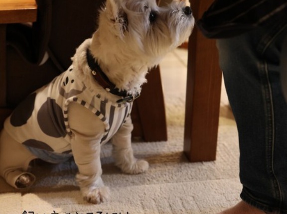 元旦がはじめて休みだった年｜犬と迎えた、静かで贅沢なお正月