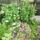 『最後まで美しいバラ♪　グレイス♪』の画像