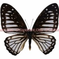 ラマケウスタイマイ♂ (マレー半島) Graphium ramaceus pendleburyi