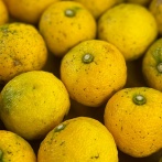 【ゲーム速報】2025/12/20: 人間の連帯国際デーなど。