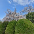花見散歩