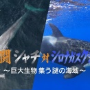 海の王者シャチ、シロナガスクジラを襲う！人間を襲わないのか？