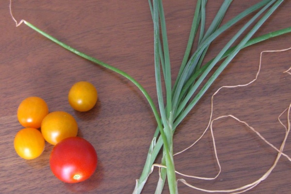 きゃねこベランダ菜園 小ネギ