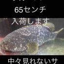 グルーパー入荷します