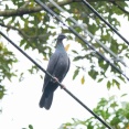 鳩って「私鳩ですけど？」みたいな感じで立ってるよな