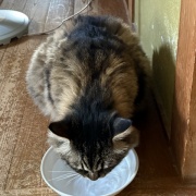 氷を見つめるマロちゃん