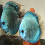 AquaDreams_officialのblog