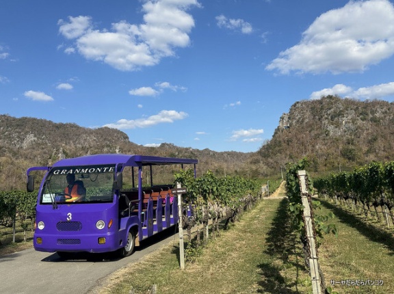 【Gran Monte】　at　カオヤイ　～グランモンテ①タイワインの実力を知る！グランモンテ・ワイナリーツアー体験～