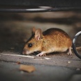 【動画】食用ネズミ、可愛すぎて炎上ｗｗｗｗｗｗｗｗｗｗｗｗｗｗｗｗｗ
