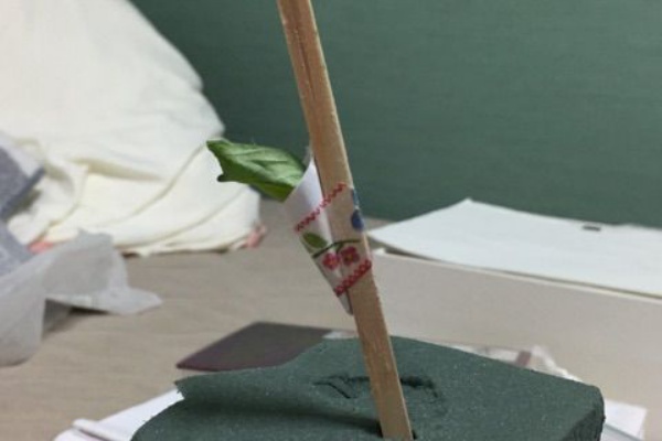 Record Of Swallowtail 初心者のアゲハ蝶 飼育の記録 蛹ポケット