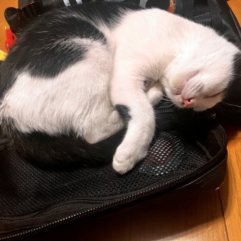 その名は オニョくん