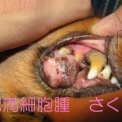 犬の癌 肥満細胞腫