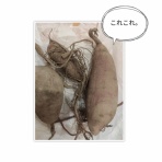 なかめのR子、シアトルで駐妻になる。