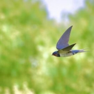 Tokyo_wildbirdpark_blog