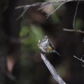 奥庭　ルリビタキ、ウソ