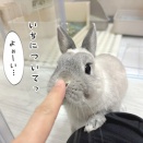 うさぎのルリ(3/24追記)