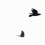 お城と淀川の鳥撮り記