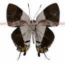 モンツキハカマシジミ♂ (マレー半島) Sithon nedymond nedymond
