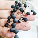 ネズミモチティー飲んで白髪予防