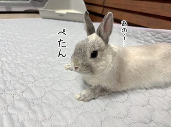 うさぎのルリ(3/6追記)