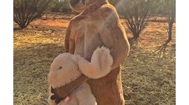 【豪州】ウサギのぬいぐるみを手放さないカンガルー　取り上げようとすると強烈な蹴りが入る