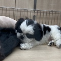 お店の子紹介🐕‍🦺