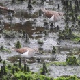 2026年7月2日の野鳥公園