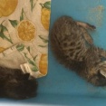 【米】教師が教室で子猫を生きたままヘビに食べさせて大炎上！　海外の反応。
