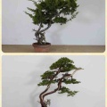 真柏の皮剥き❗️新たな盆栽を‼️