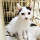 生後３ヶ月　ギャン　募集中