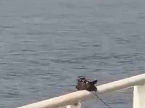 船に１羽の鳥がとまっていた。あれはなんだ！？ → 飛ぶ姿はこちらです…