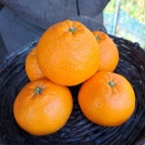 お待たせしました❗️いよかん届きました🍊