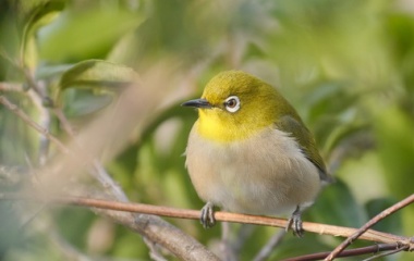 『投稿：BORG90FL＋フジGFX100Sによる手持ちメジロと月面　2023/02/28』の画像