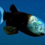 世界最深の深海魚！水深８１７８ｍで深海魚の撮影成功ｗｗｗ