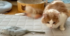 猫砂のほこりを取るダイソーのお掃除グッズ