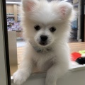 ふわふわ✨まつ毛がキュートなポメぺキちゃん🐕