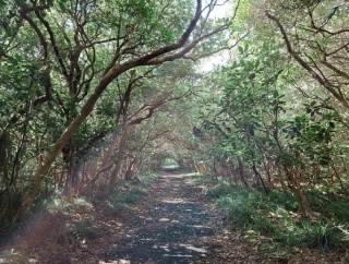 三原山登山2　まるでトトロの森を抜けていくような