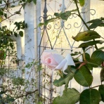 のばらのガーデニングブログ　Hana and Rose Garden+