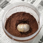 鍬形飼育記録帖