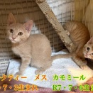 生後３ヶ月　ミルクティー・カモミール募集中